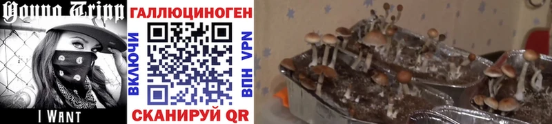 Галлюциногенные грибы MAGIC MUSHROOMS  как найти закладки  Аша 